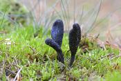 Zwarte Truffelknotszwam (Cordyceps ophioglossoides) 10-2016 2968